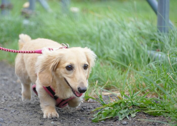 神奈川 犬の散歩できる公園15選 犬も子どもも喜ぶ公園をご紹介します 神奈川イベントプラス 親子で楽しいお得な週末お出かけ情報